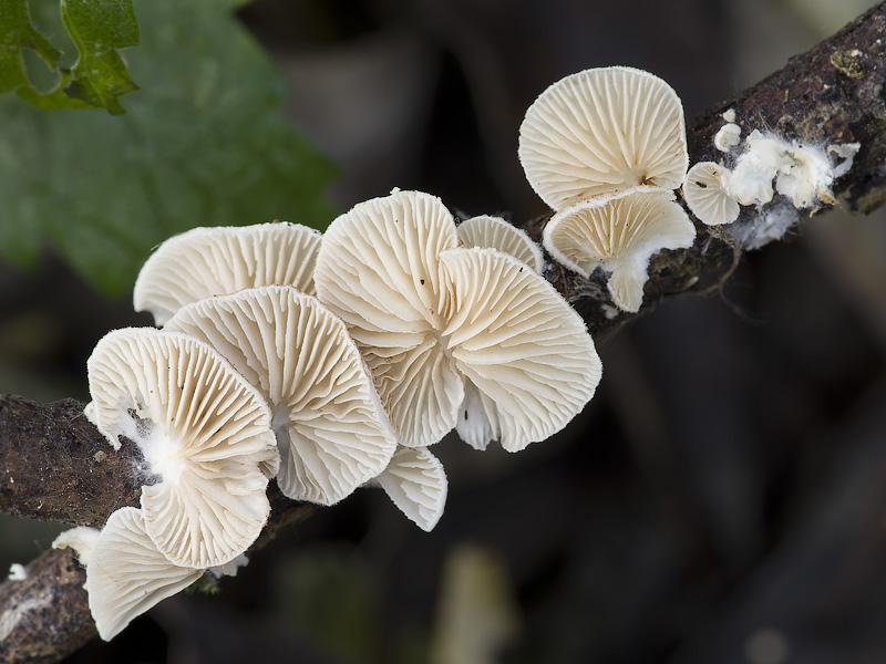 Crepidotus caspari